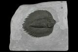 Arctinurus Trilobite - Classic New York Trilobite #147259-1